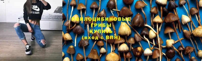 Псилоцибиновые грибы GOLDEN TEACHER  Апатиты 